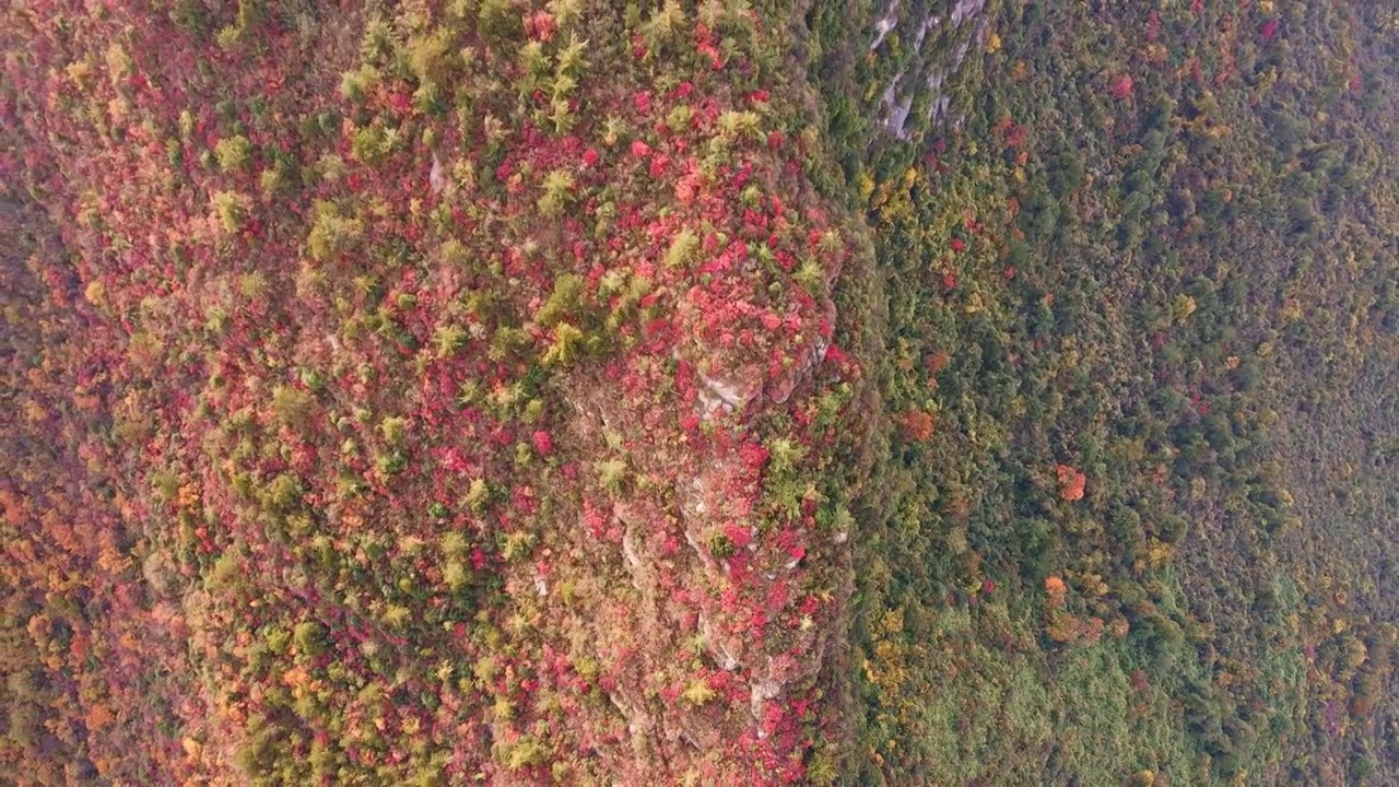 三峡红叶（合集）视频素材