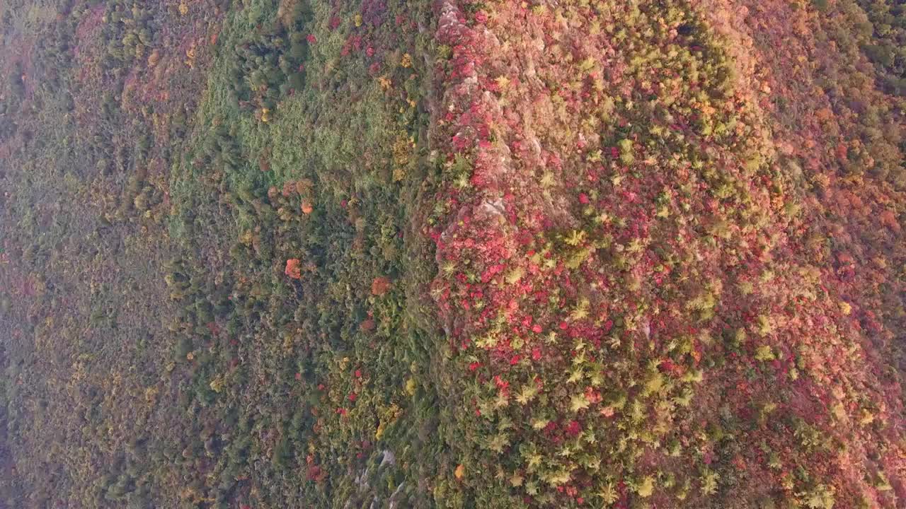 三峡红叶视频素材