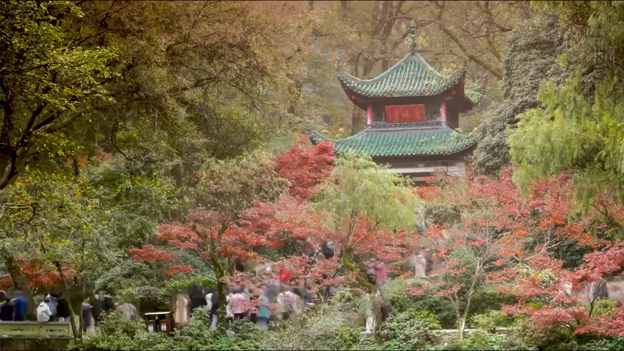 湖南长沙岳麓山爱晚亭枫叶秋景移动延时摄影视频素材