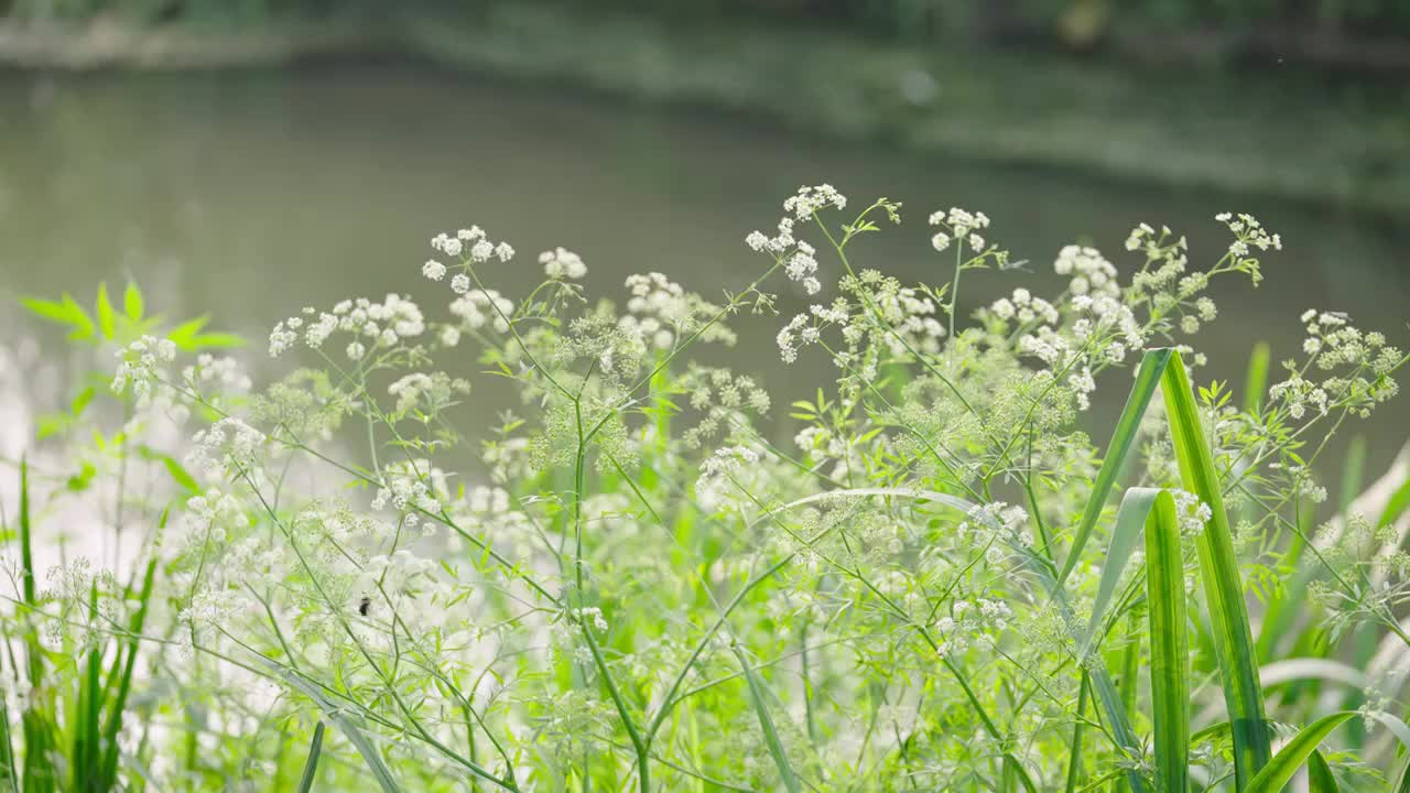 花草实拍情绪意境空境视频素材