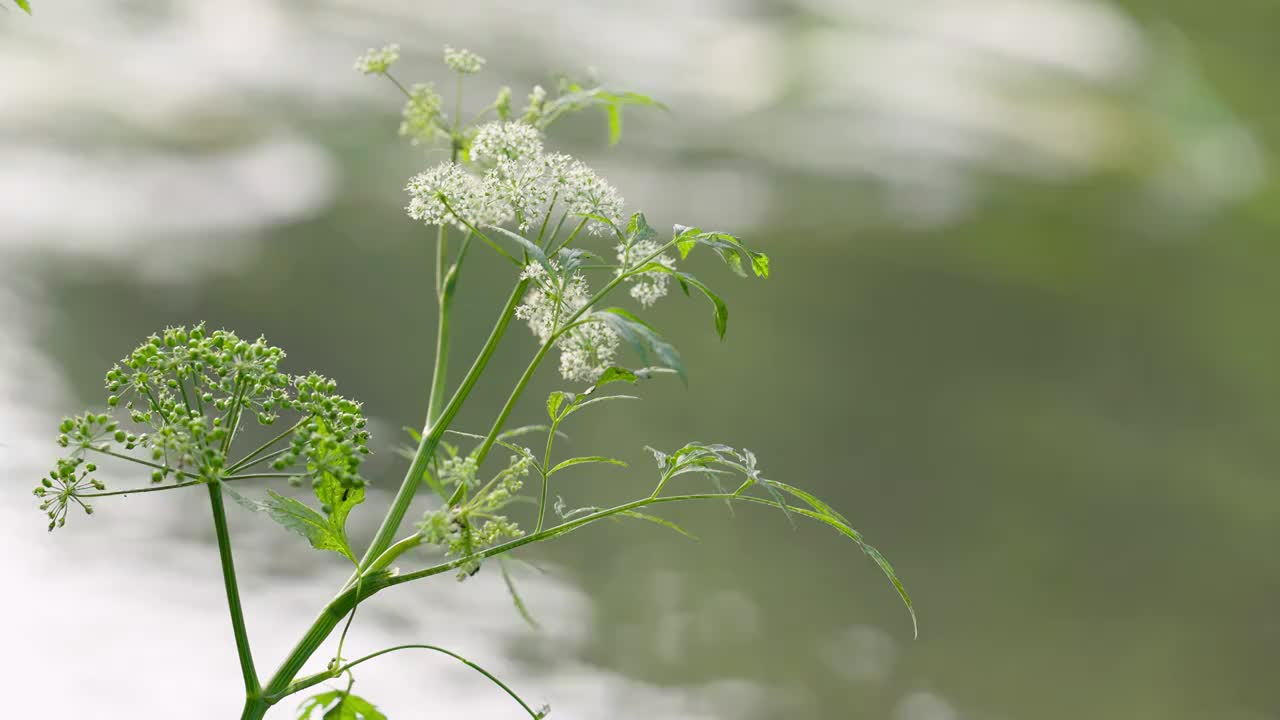 花草实拍情绪意境空境视频素材