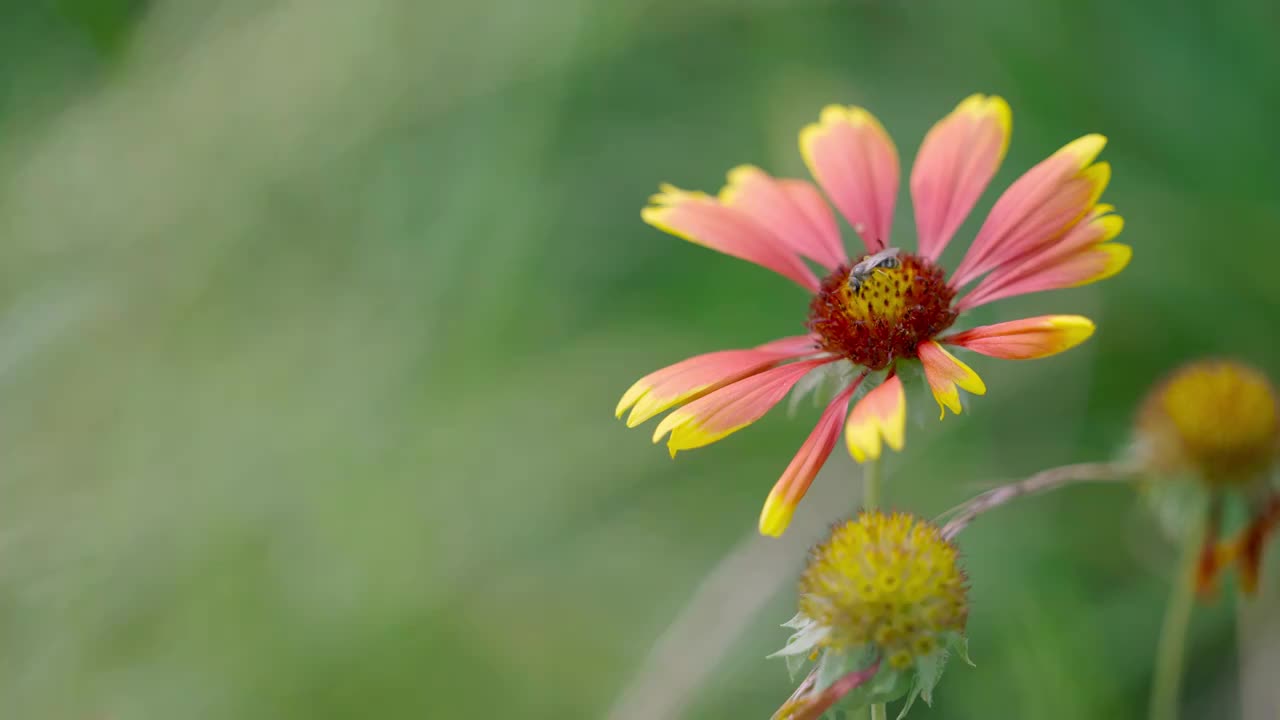 花草实拍情绪意境空境视频素材