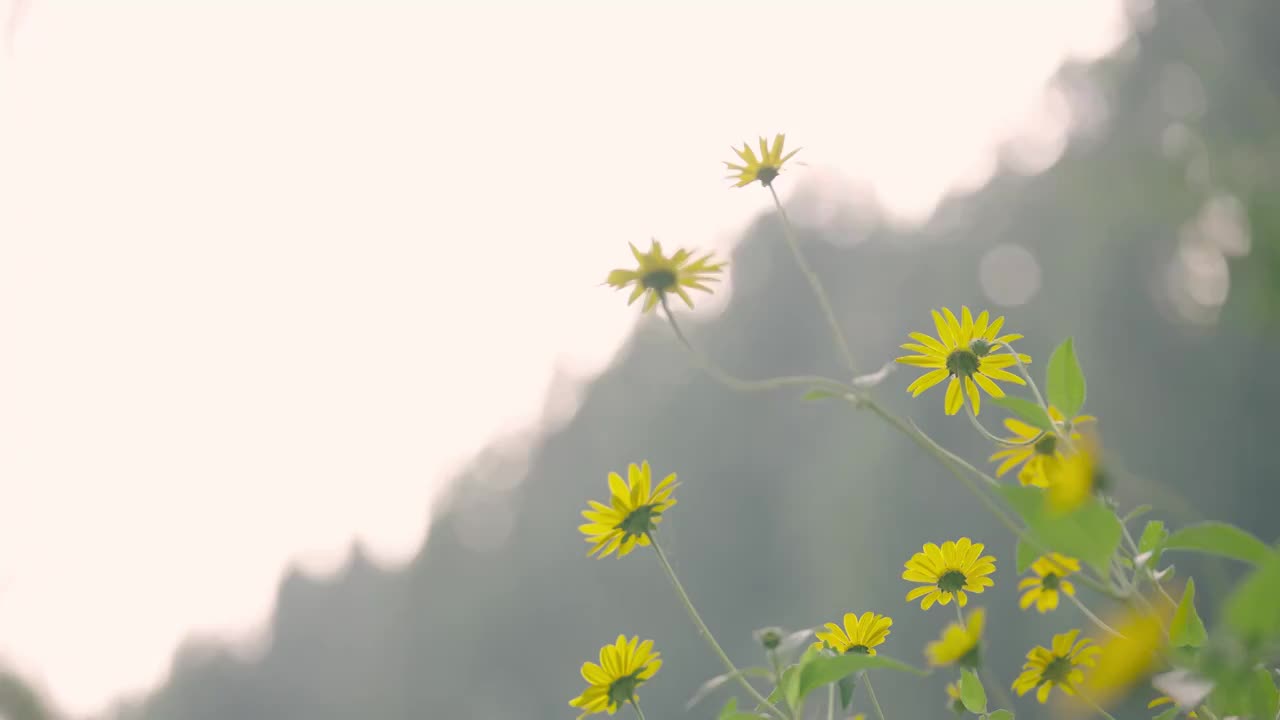 花草实拍情绪意境空境视频素材