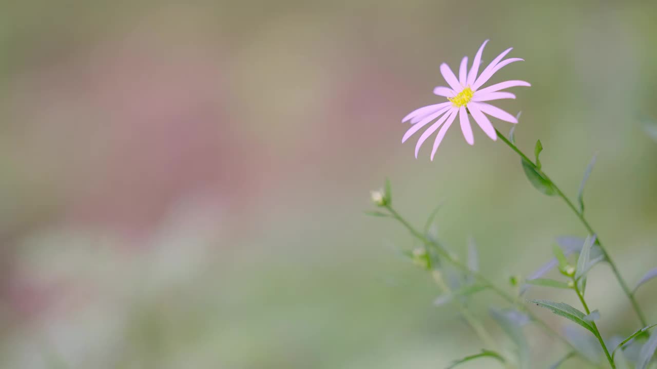 花草实拍情绪意境空境视频素材