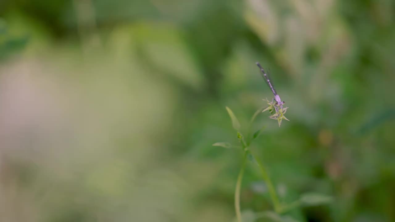 花草实拍情绪意境空境视频素材