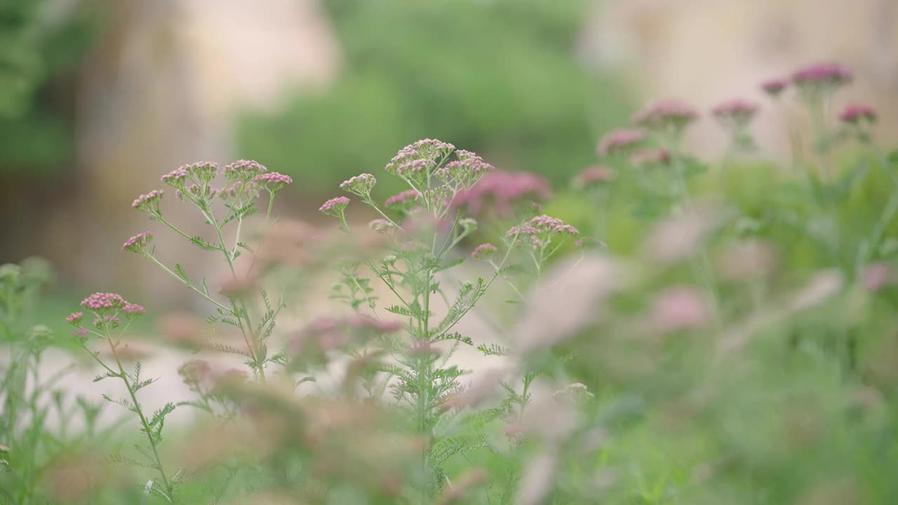 花草实拍情绪意境空境视频素材