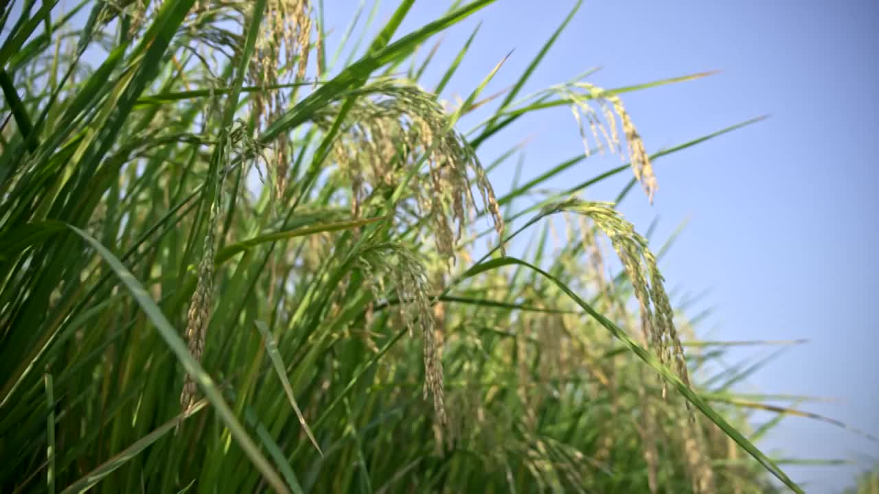 稻田稻子逆光特写丰收实拍情绪意境空境视频素材