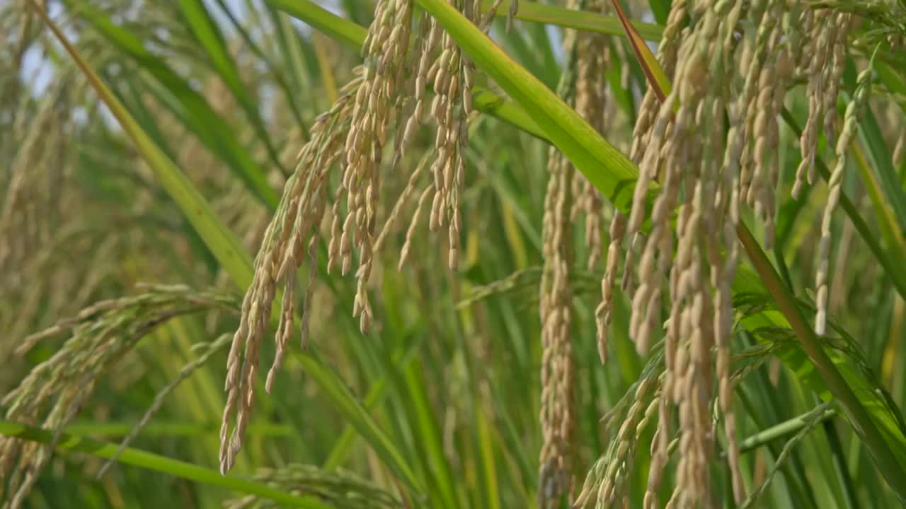 稻田稻子逆光特写丰收实拍情绪意境空境视频素材