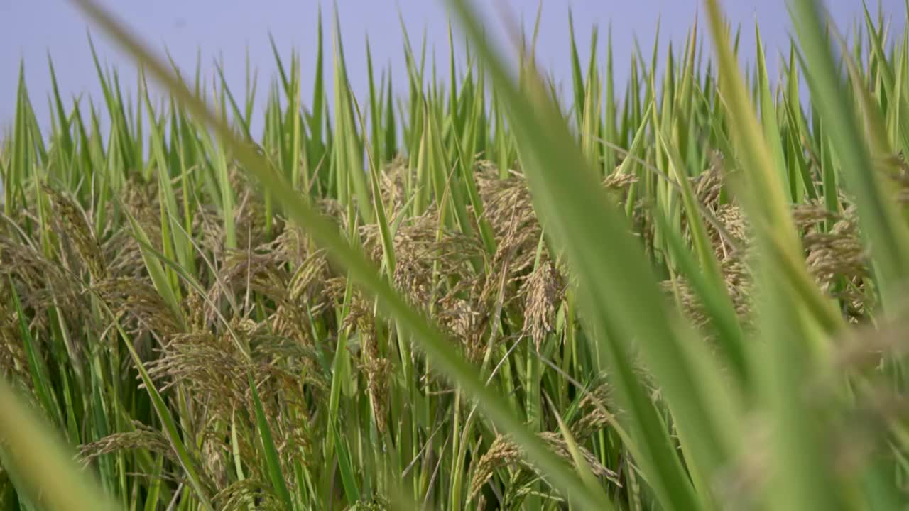 稻田稻子逆光特写丰收实拍情绪意境空境视频素材