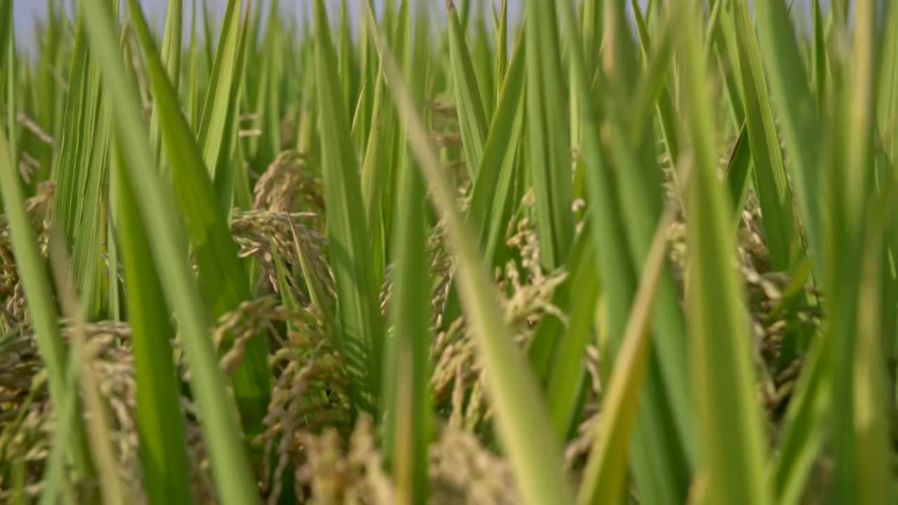 稻田稻子逆光特写丰收实拍情绪意境空境视频素材