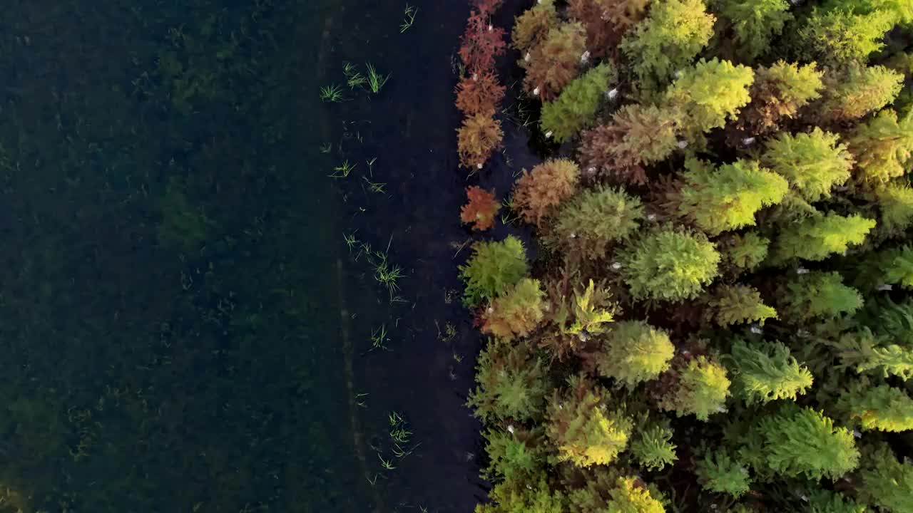 长沙松雅湖水杉航拍视频素材