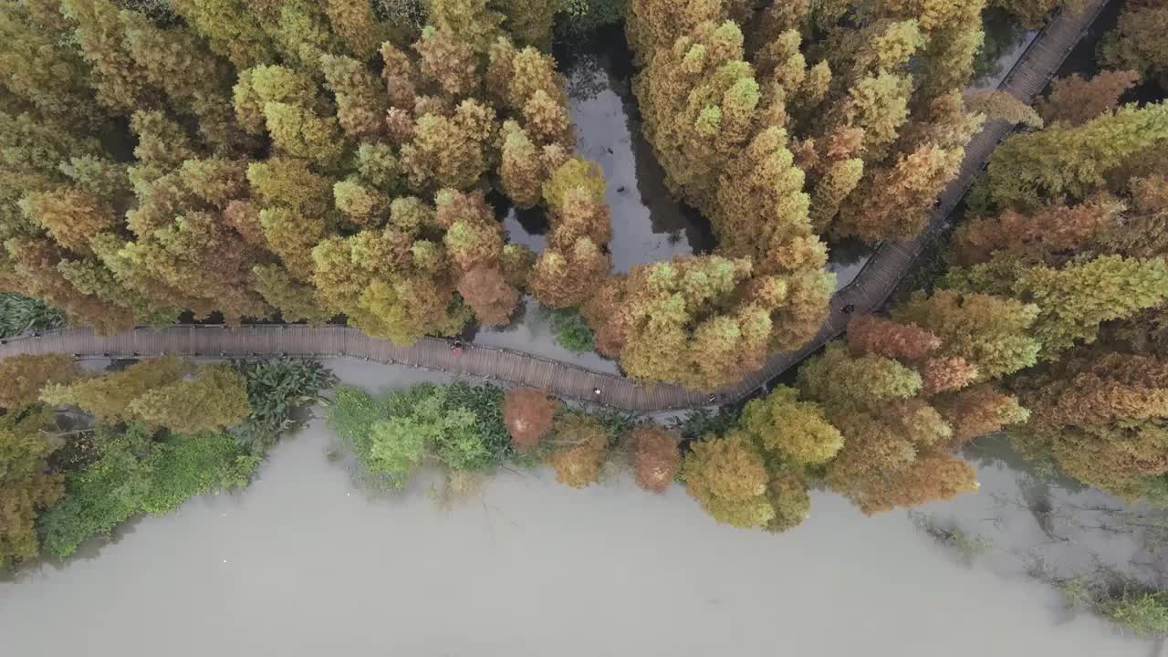 崇州桤木河湿地公园秋天航拍风光视频素材