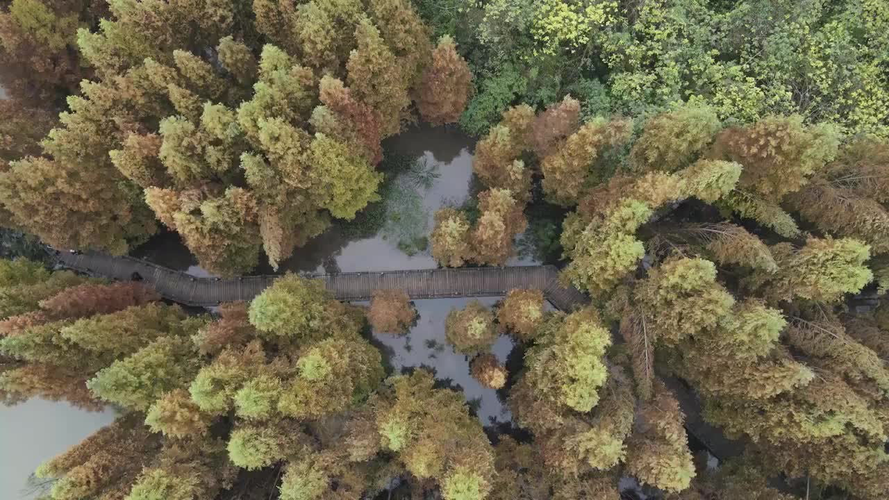 崇州桤木河湿地公园秋天航拍风光视频素材