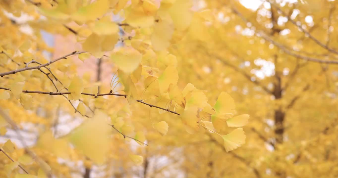 秋天的银杏树叶子自风中飘动视频素材