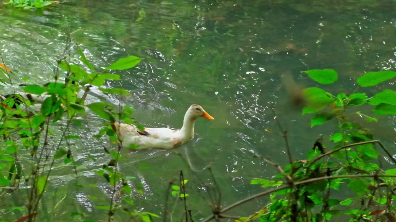 鸭子在小溪里嬉戏游泳视频素材