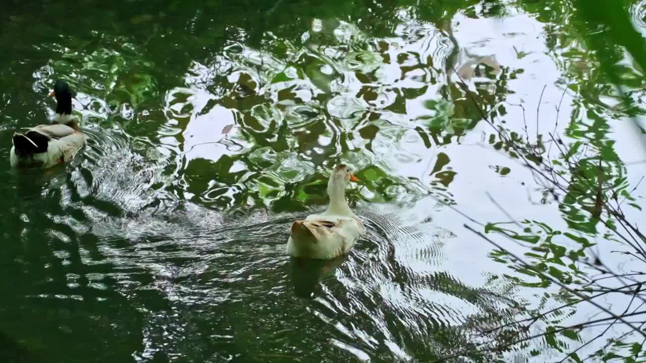 鸭子在小溪里嬉戏游泳视频素材