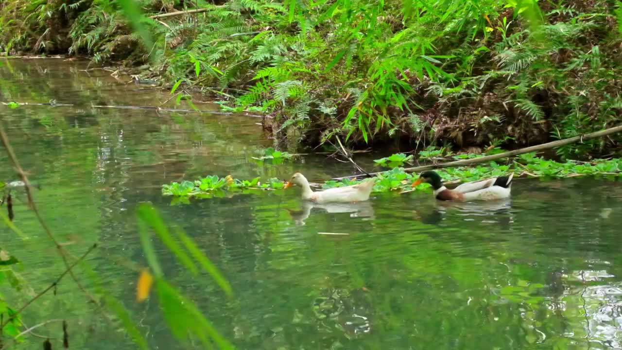 鸭子在小溪里嬉戏游泳视频素材