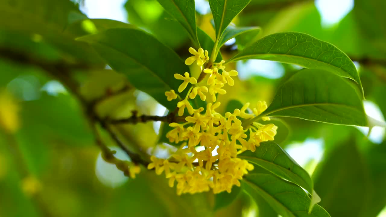 桂花树的花簇，桂花的特写视频素材