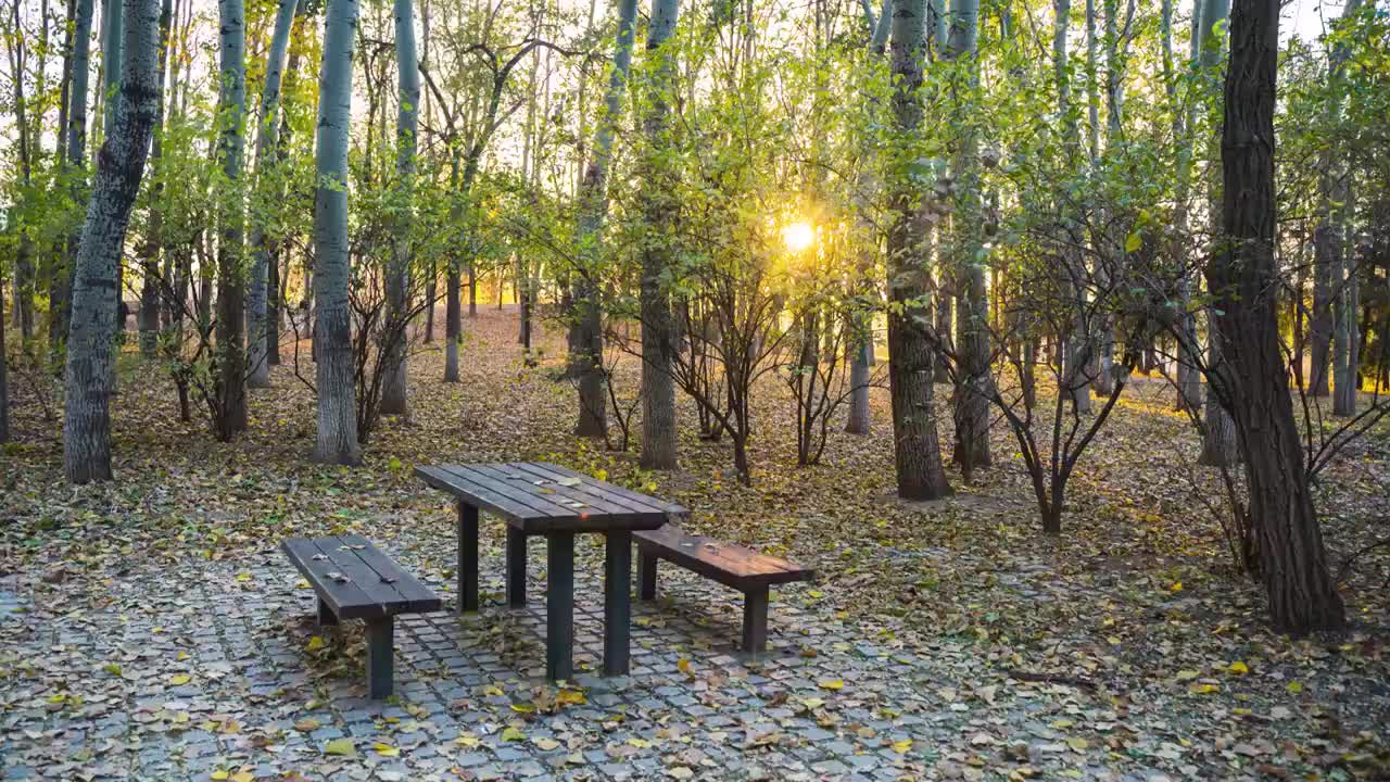 秋天树林的木桌落叶立冬延时落日视频素材