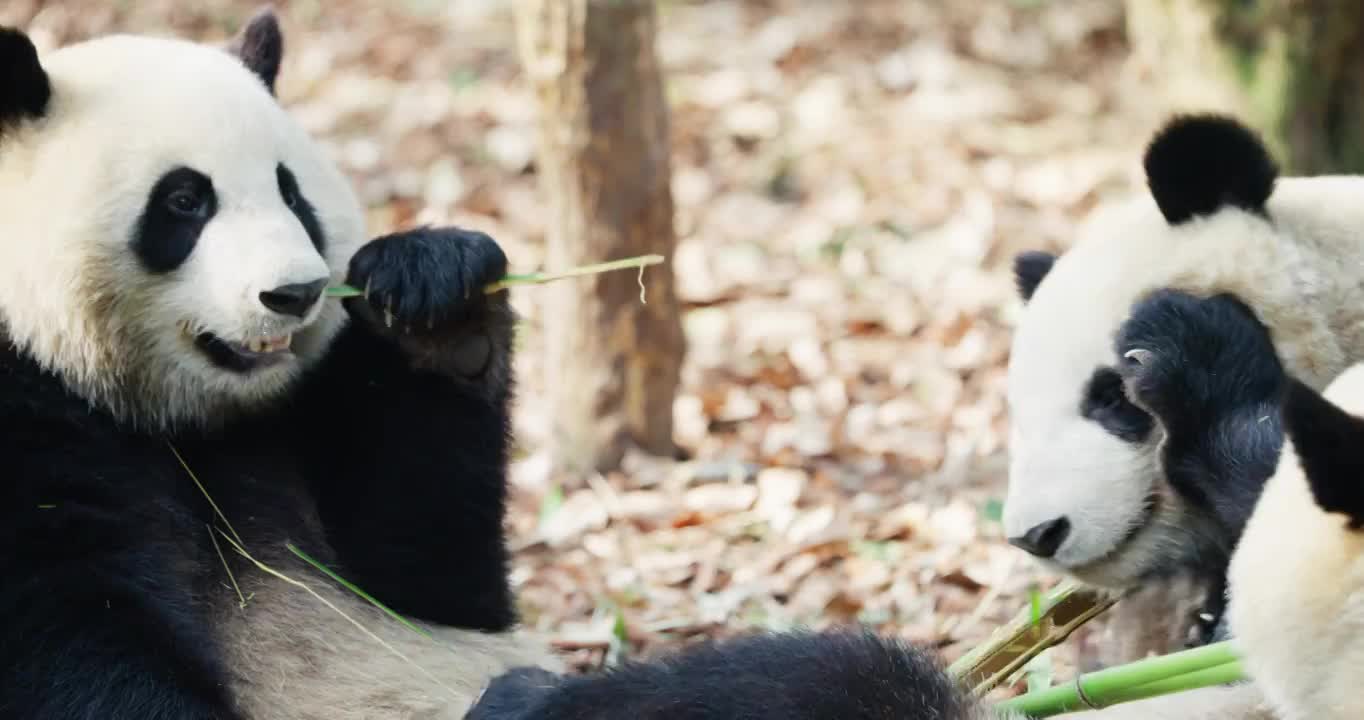 两只吃竹子的大熊猫视频素材