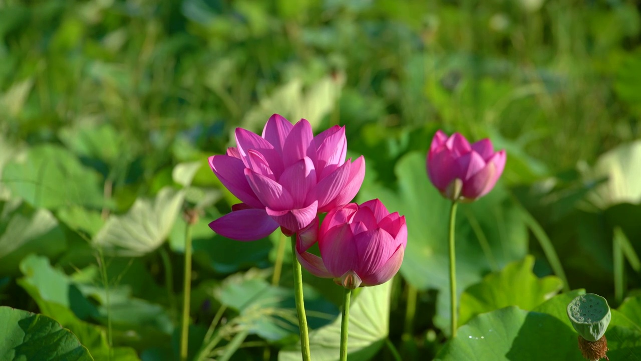 夏天池塘里盛开的荷花视频素材