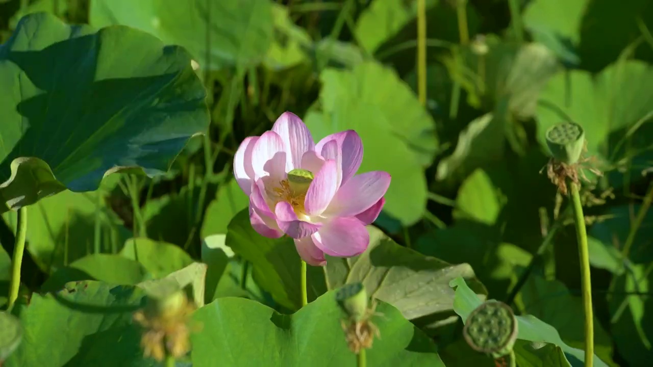 夏天池塘里盛开的荷花视频素材