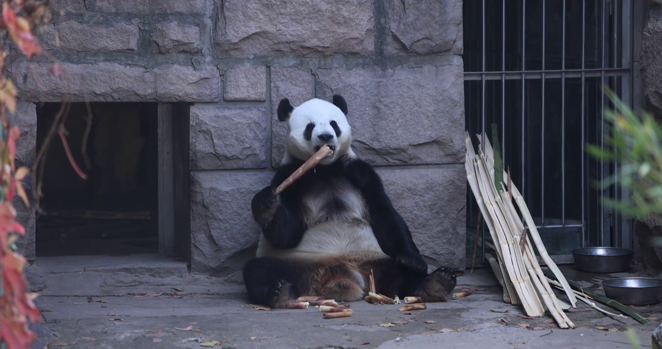 动物园里的大熊猫视频素材