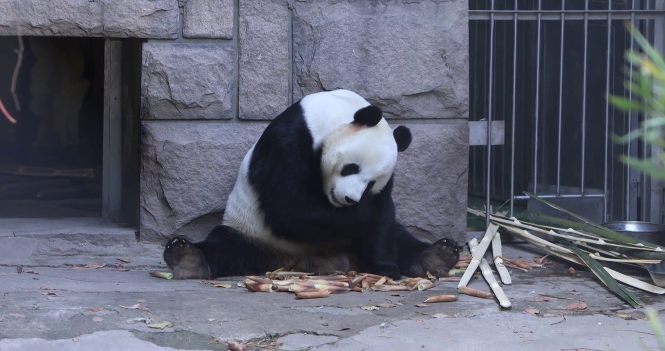 动物园里的大熊猫视频素材