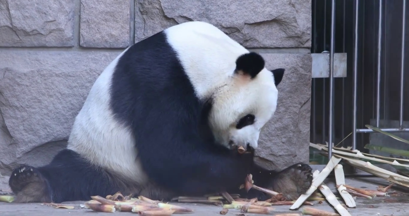 动物园里的大熊猫视频素材