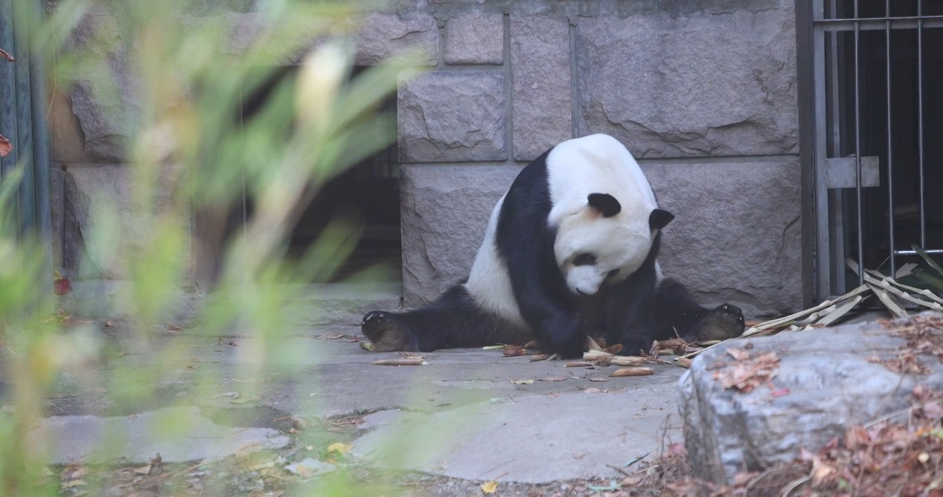 动物园里的大熊猫视频素材