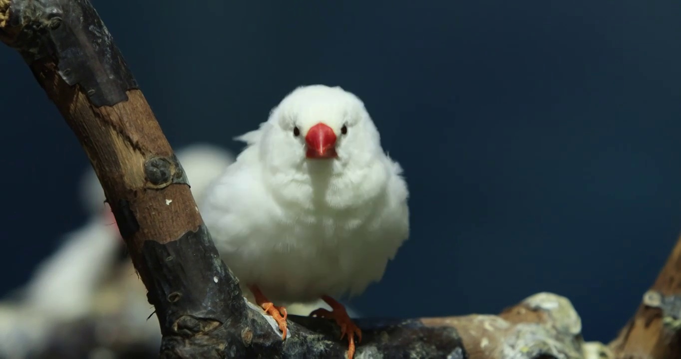 动物园里的小鸟草雀视频素材