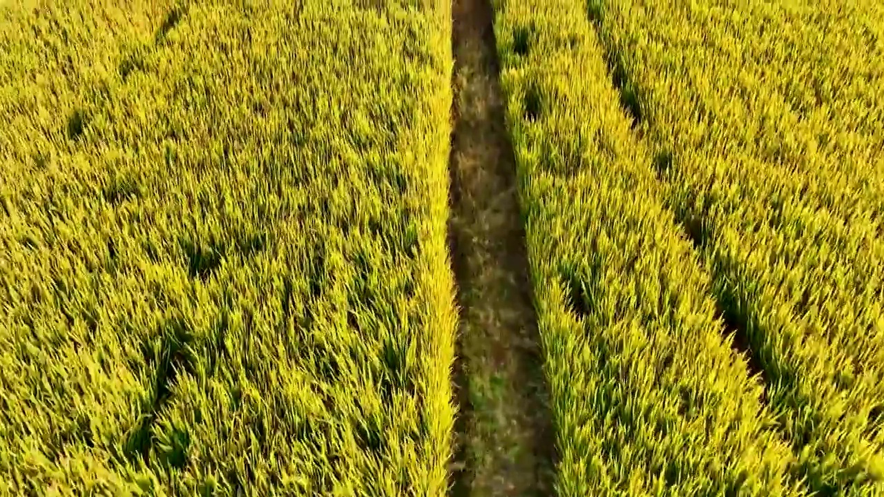 江苏苏州同里北联村，秋季稻田航拍视频素材