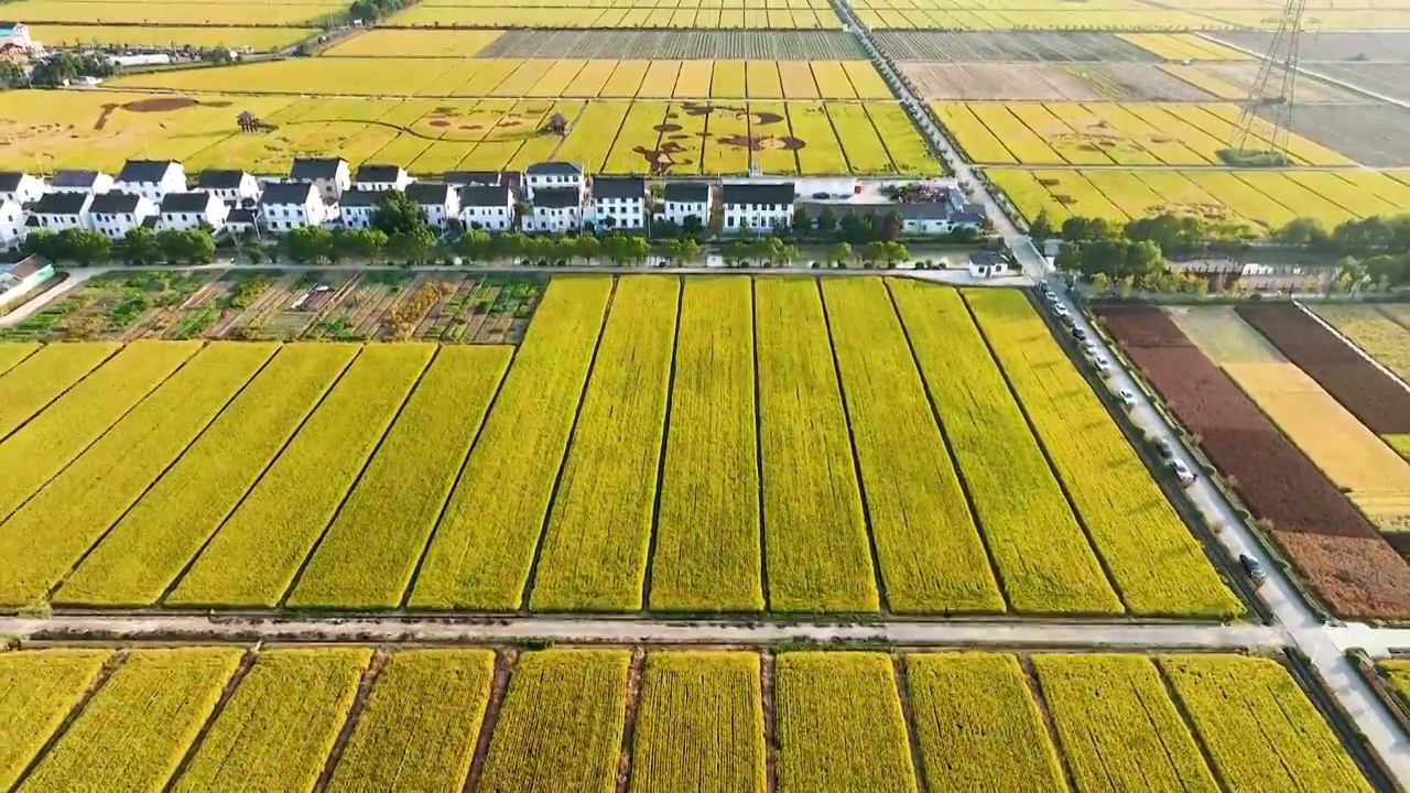 江苏苏州同里北联村，秋季稻田航拍视频素材