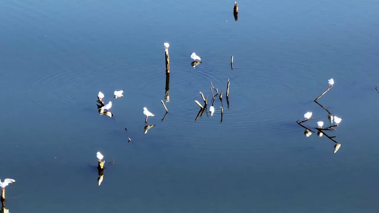 水面上的海鸥航拍视频素材