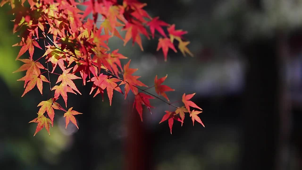 被风吹动的红枫叶视频下载