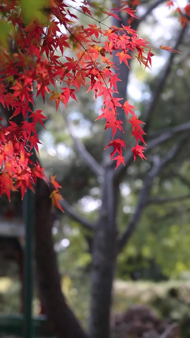 秋天被风吹动的枫叶视频下载