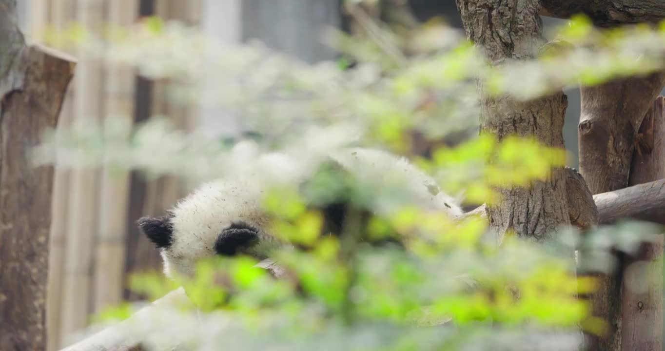 树后面玩耍的大熊猫幼崽视频素材