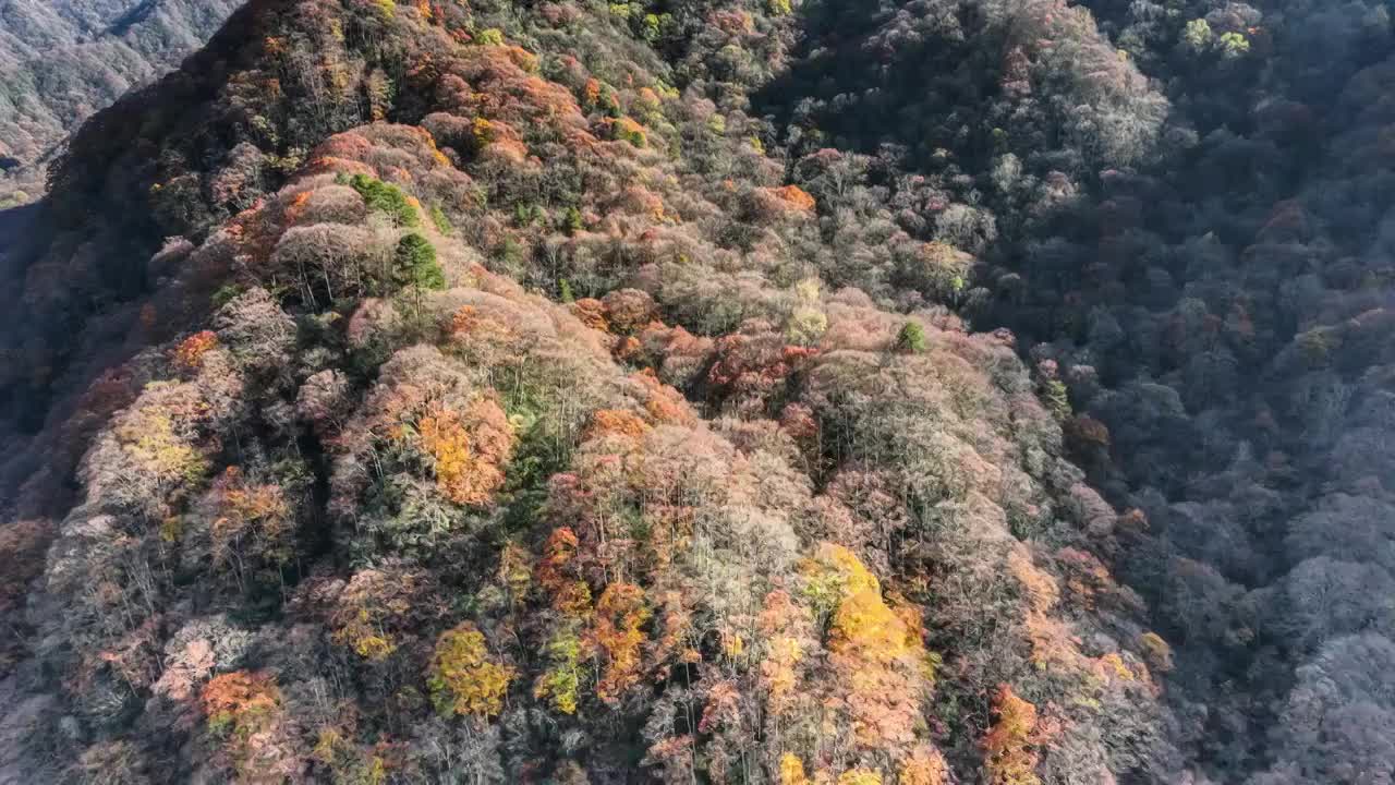 光雾山的迷人晚秋视频素材