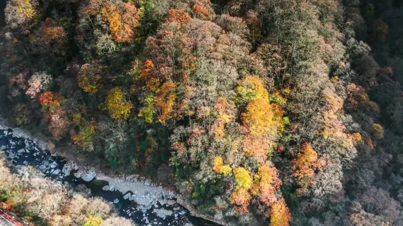 光雾山的迷人晚秋视频素材