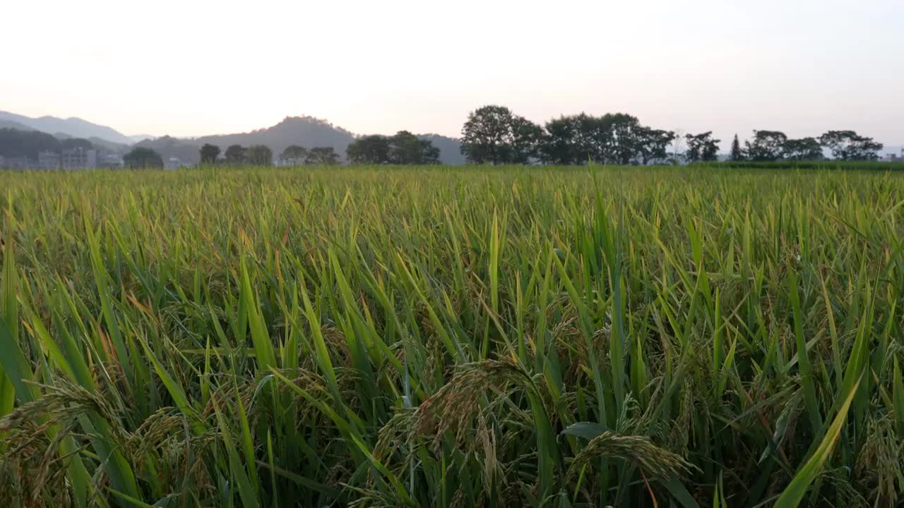 夏季中国湖南水稻田日出视频素材