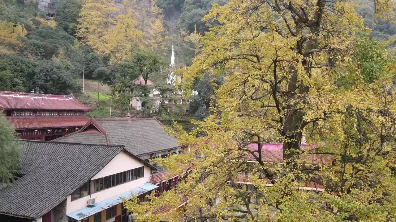 大邑白岩寺秋天银杏航拍风光视频素材