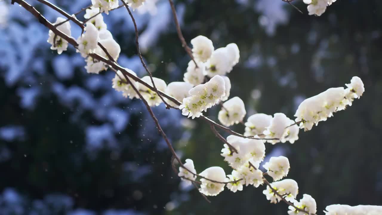 雪后桃花风景视频购买