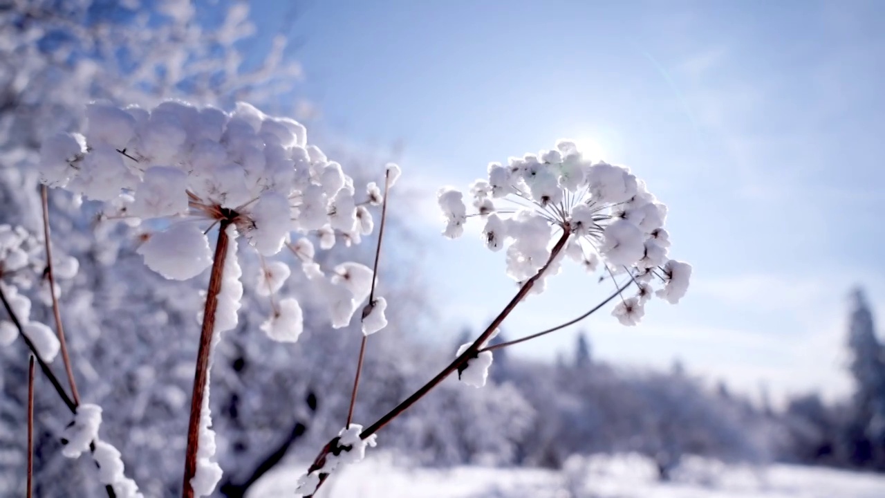 平视到仰视雪花落在枯萎草上逆光蓝天视频购买