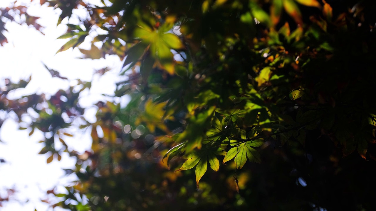 四川省绵阳市户外，白昼，红色，鸡爪槭树叶视频下载