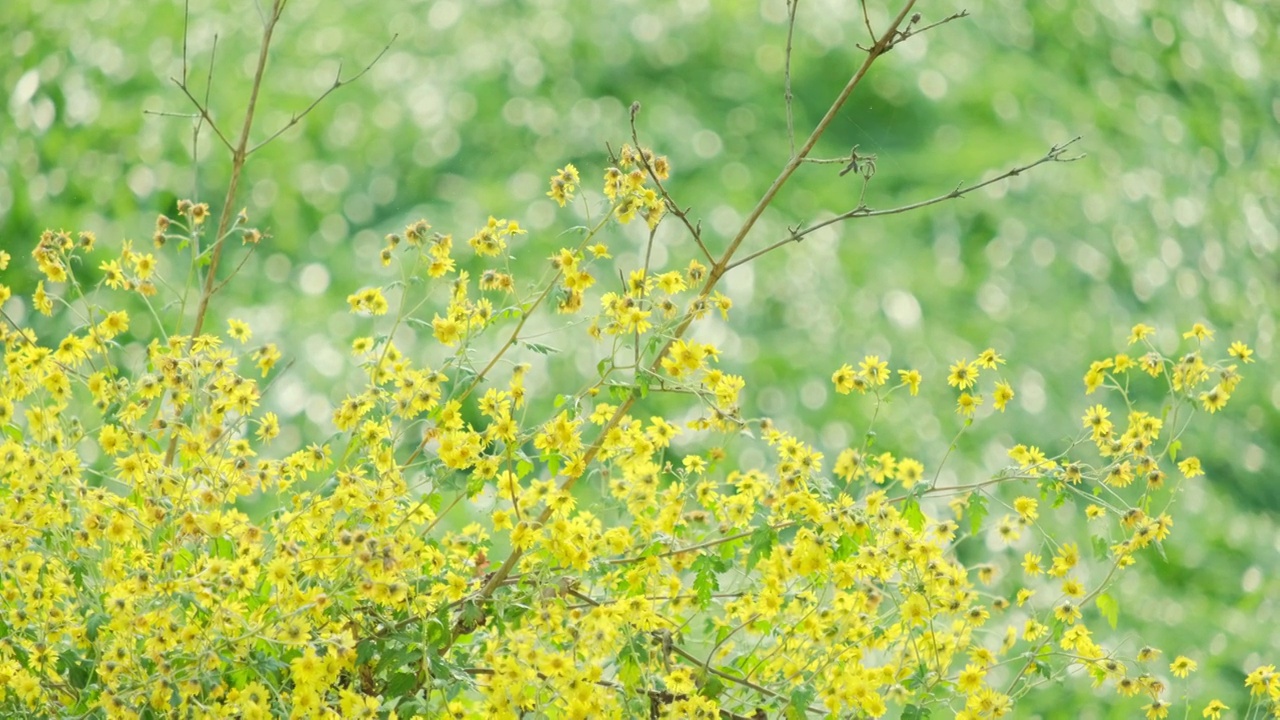 阳光下的野菊花视频下载