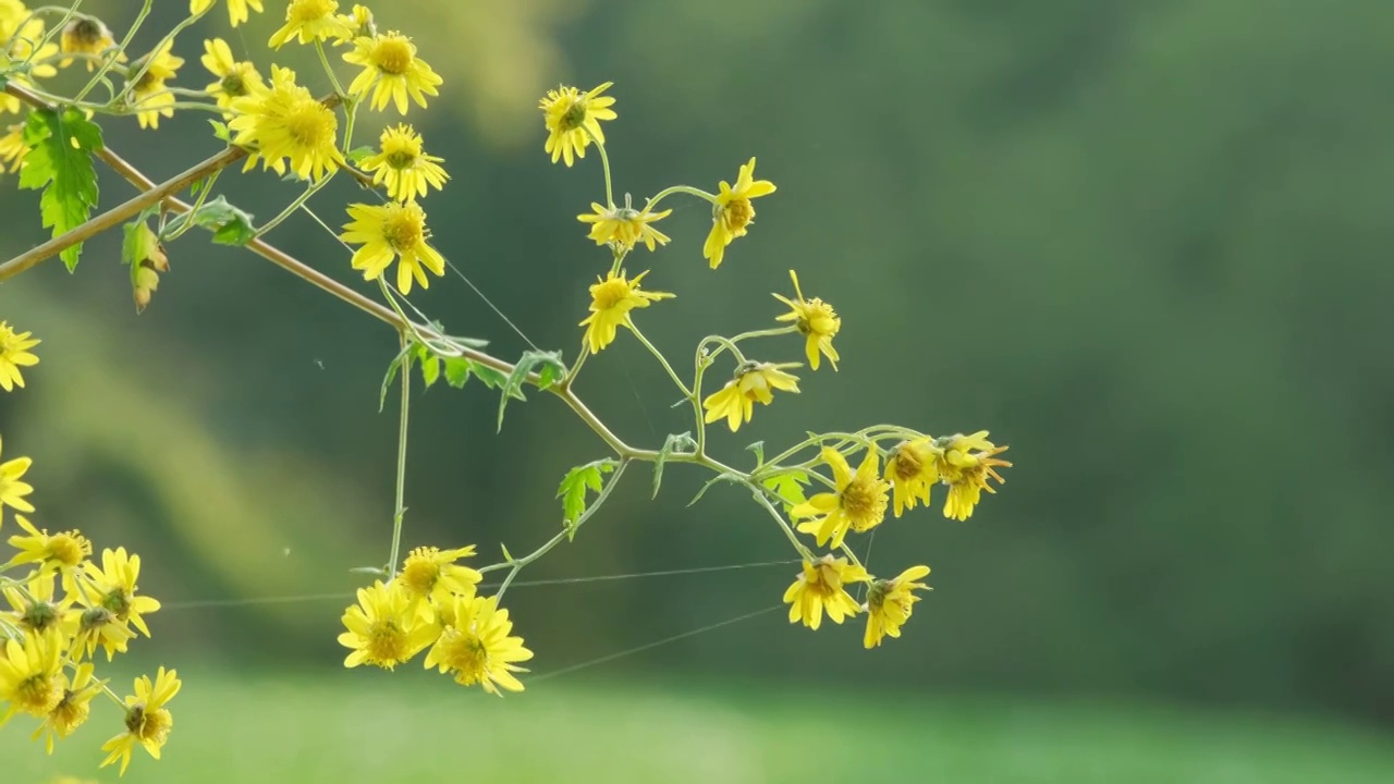 阳光下的野菊花视频素材