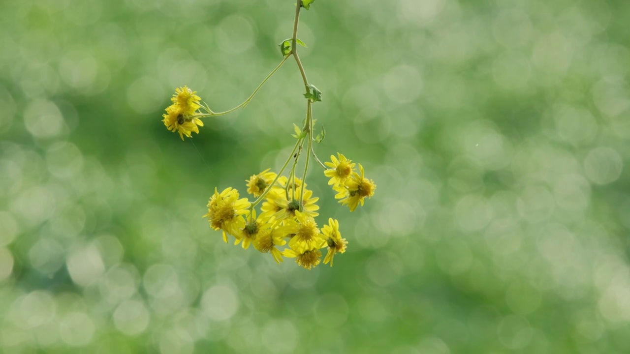 阳光下的野菊花视频下载