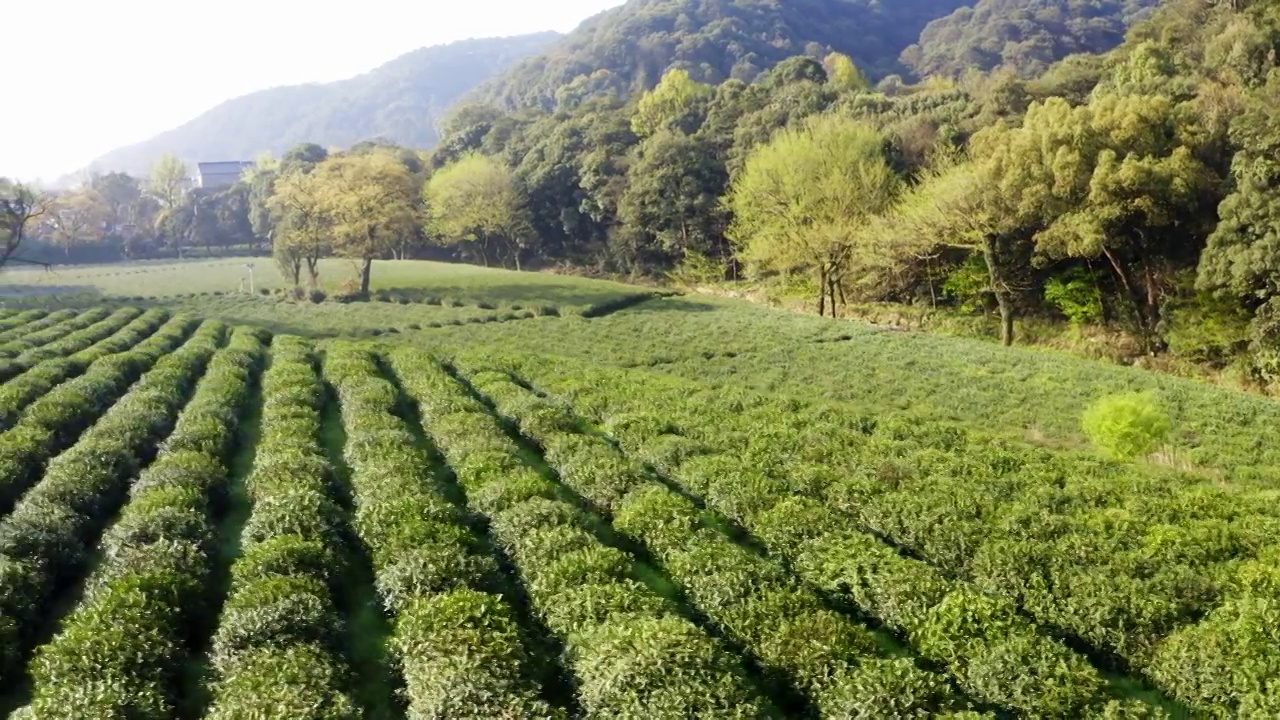 杭州梅家坞茶园航拍视频素材