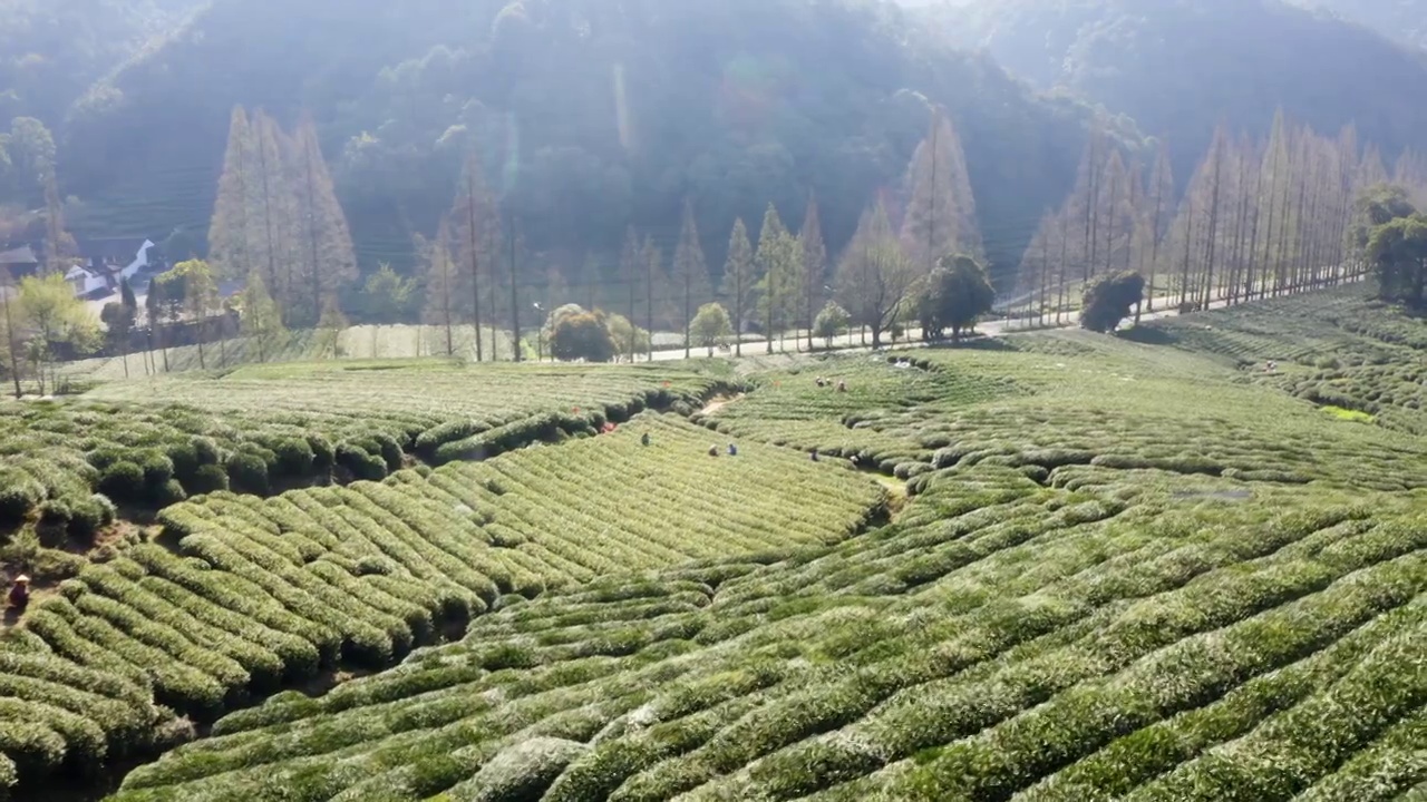 杭州梅家坞茶园航拍视频素材