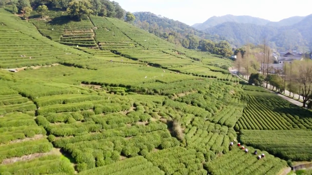 杭州梅家坞茶园航拍视频素材